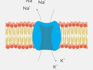 Cellular Conversations: Biological Signals in Orthopedic Tissue Repair
