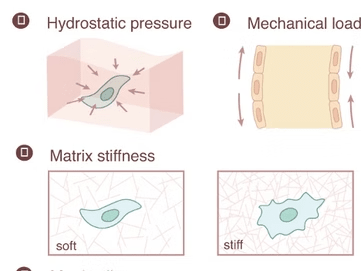 Cellular Conversations: Biological Signals in Orthopedic Tissue Repair