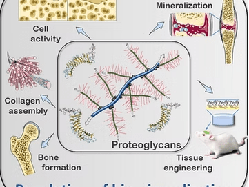 A Novel Approach: Proteoglycan Mimics in Bone Tissue Engineering