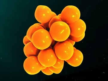 Cellular Conversations: Biological Signals in Orthopedic Tissue Repair