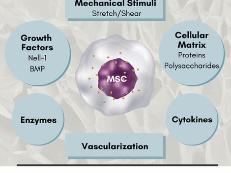 Mesenchymal Stem Cell Microenvironment