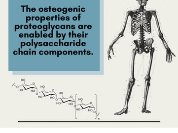 Polysaccharides Function as Backbone for Embryonic Osteogenesis